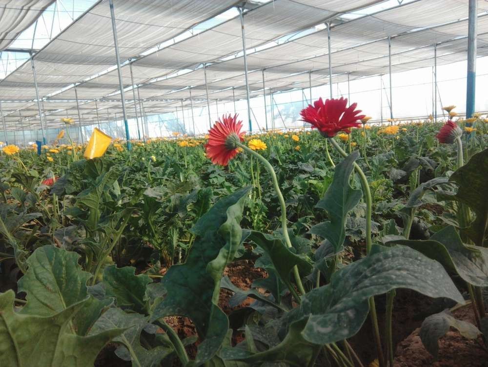 राजस्थान के युवा किसान पॉलीहाउस से कर रहे है लाखों की कमाई