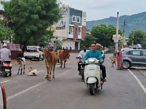 अजमेर की सड़कों पर मवेशियों का बढ़ता जमावड़ा: हादसों की वजह