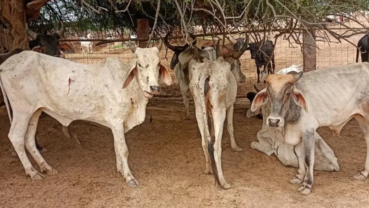 कोटा में गोवंशों में मिला लंपी रोग, आइसोलेशन और इलाज की प्रक्रिया शुरू