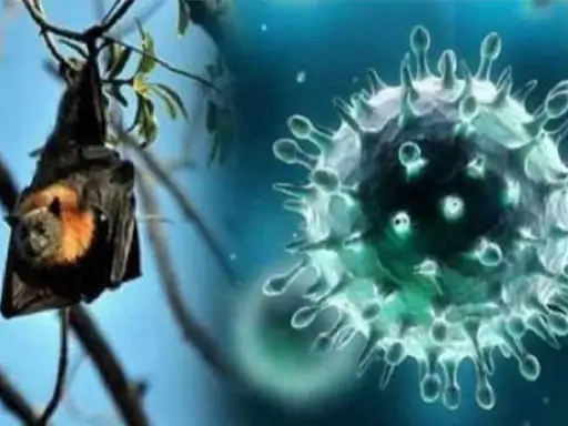 राजस्थान में निपाह वायरस को लेकर तीसरी बारअलर्ट जारी