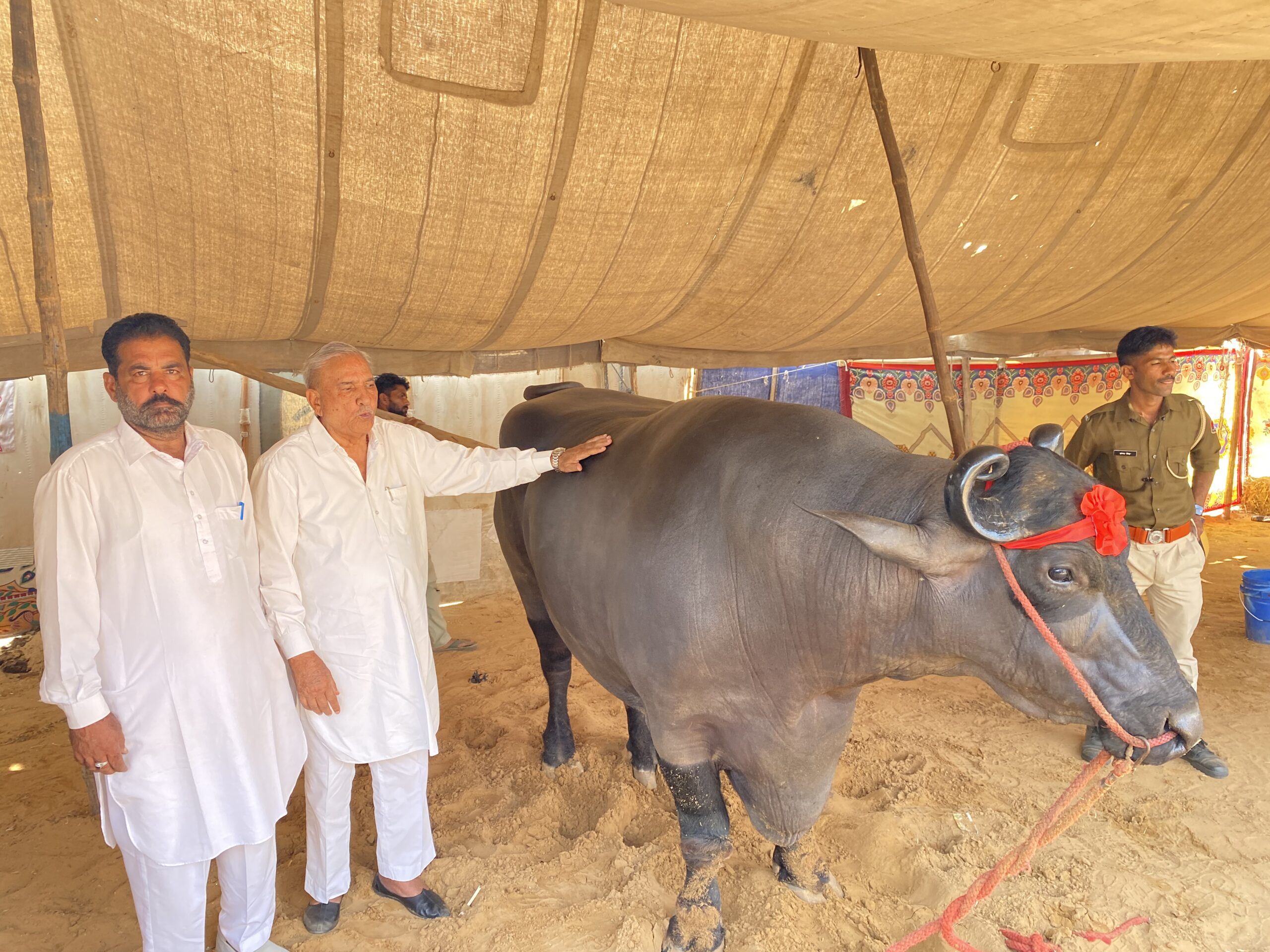 पुष्कर मेले में 23 करोड़ का अनमोल पाड़ा: अजमेर डेयरी की नस्ल सुधार पहल