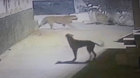 लेपर्ड की चहलकदमी से अजमेर में सनसनी, वन विभाग ने जारी की चेतावनी