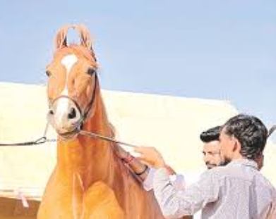 पुष्कर मेला 2024: 11 करोड़ के घोड़े से लेकर सैंड आर्ट तक