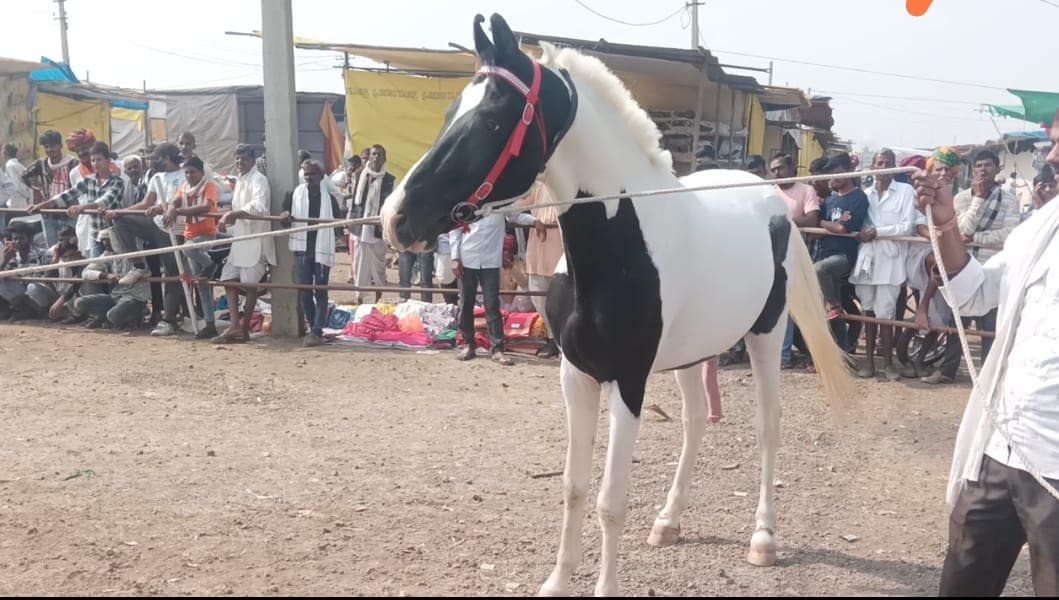 चंद्रभागा पशु मेला : घोड़ों की प्रतियोगिता में कोटा के घोड़े ने मारी बाजी