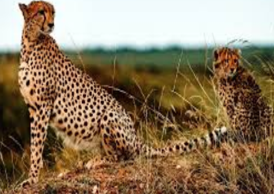 MP और राजस्थान मिलकर बनाएंगे 17 हजार वर्ग किमी का चीता कॉरिडोर