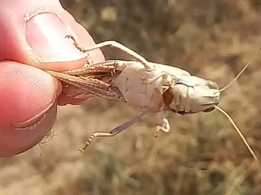 राजस्थान के सीमावर्ती इलाकों में अगले 6 महीने टिड्डी दल का खतरा