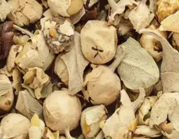 पनीर बंद और खारा लाणा: दो विलुप्त हो रहे औषधीय पौधे और उनके लाभ