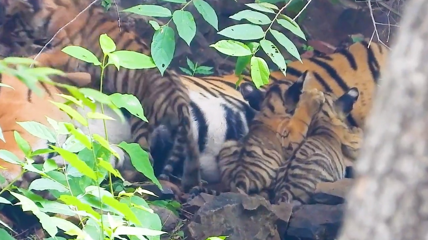 बाघिन ऐरोहेड की मौत की खबर झूठी, तीन शावकों के साथ सकुशल मिली