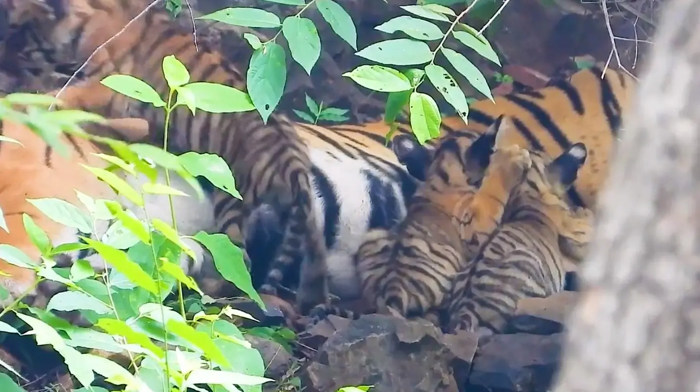 पेंच से रामगढ़ विषधारी लाई जा रही बाघिन, राजस्थान में पहली बार टाइगर ट्रांसलोकेशन