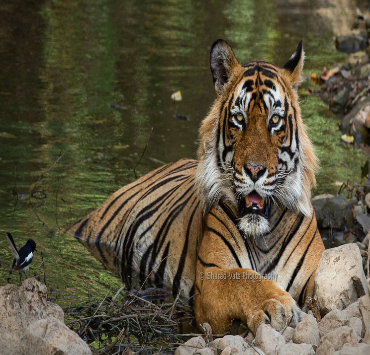 रिपोर्ट में खुलासा: रणथम्भौर टाइगर रिजर्व से 11 बाघ गायब