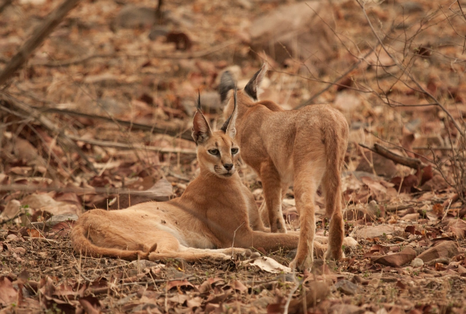 जैसलमेर में दुर्लभ कैरेकल बिल्ली की मॉनिटरिंग शुरू: रेडियो कॉलर पहनाकर जंगल में किया गया सुरक्षित रिलीज