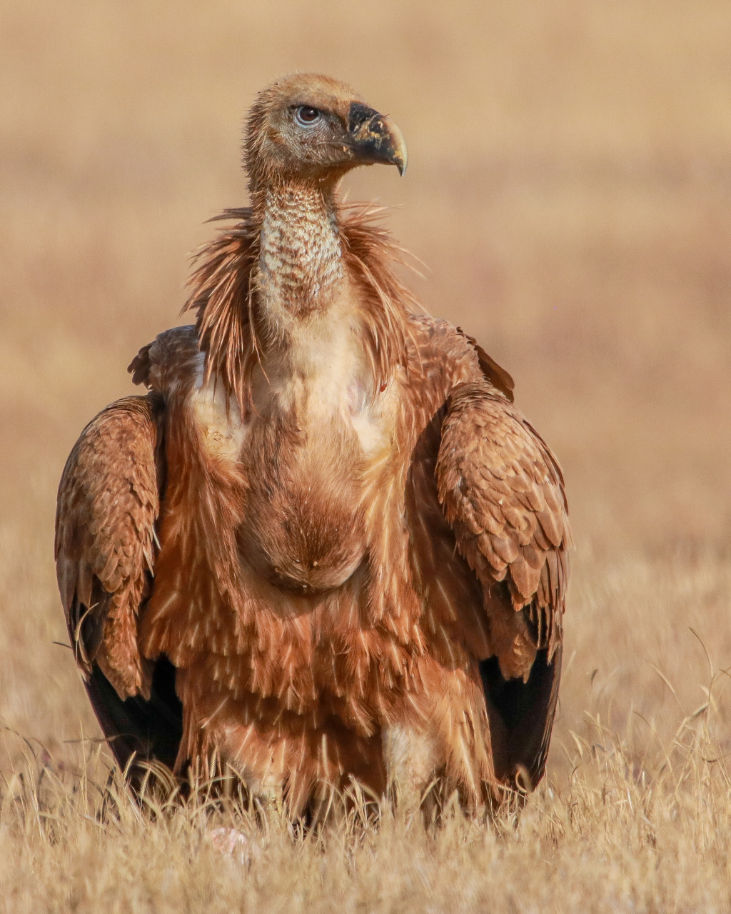 हिमालय से जैसलमेर पहुंचे 200 दुर्लभ गिद्ध: पर्यावरण संरक्षण के प्रतीक