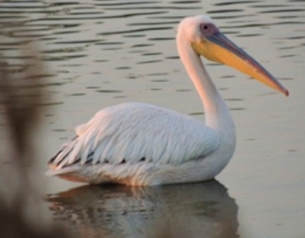 अजमेर की झीलों में प्रवासी पक्षियों की संख्या में गिरावट: चिंताजनक स्थिति