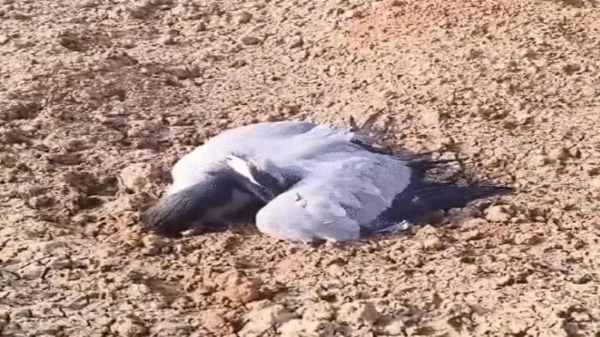 जैसलमेर के लुणेरी तालाब में बर्ड फ्लू की पुष्टि, हॉटस्पॉट क्षेत्र घोषित