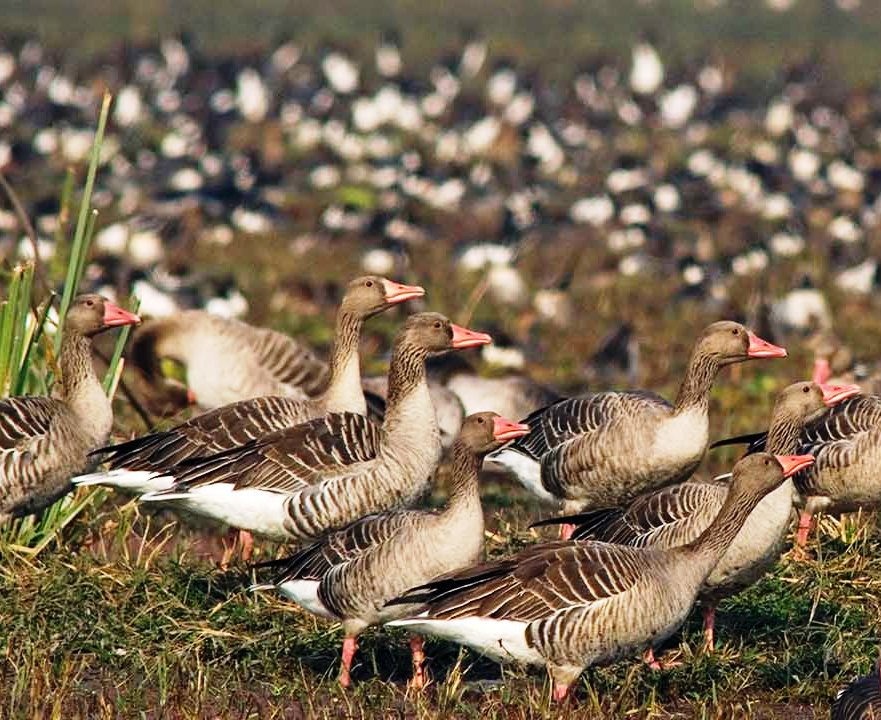 केवलादेव राष्ट्रीय उद्यान: 10 साल बाद लौटे पिन टेल पक्षी