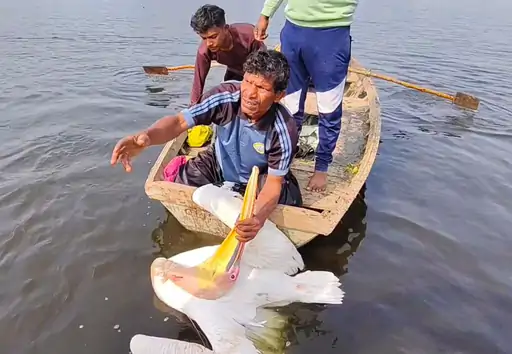 आनासागर में फंसे दो पेलिकन पक्षियों का वन विभाग ने किया सफल रेस्क्यू