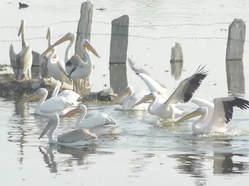 अजमेर में प्रवासी पक्षियों की गणना  28 जनवरी से शुरू