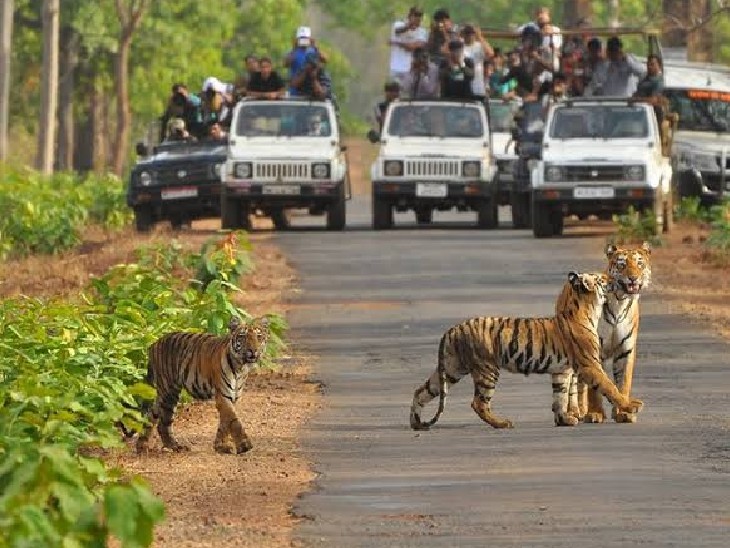 स्टूडेंट्स को मिलेगा फ्री टाइगर सफारी का मौका: सरकार की नई योजना