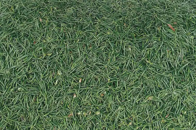 राजस्थान के किसान ने मिर्च की खेती से कमाया 2.5 करोड़