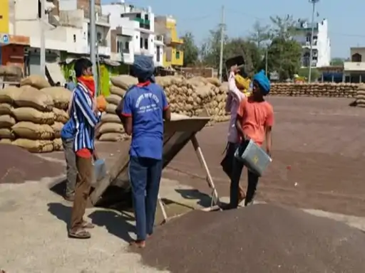 राजस्थान में सरसों-चना खरीद 10 अप्रैल से, 1 अप्रैल से होगा रजिस्ट्रेशन