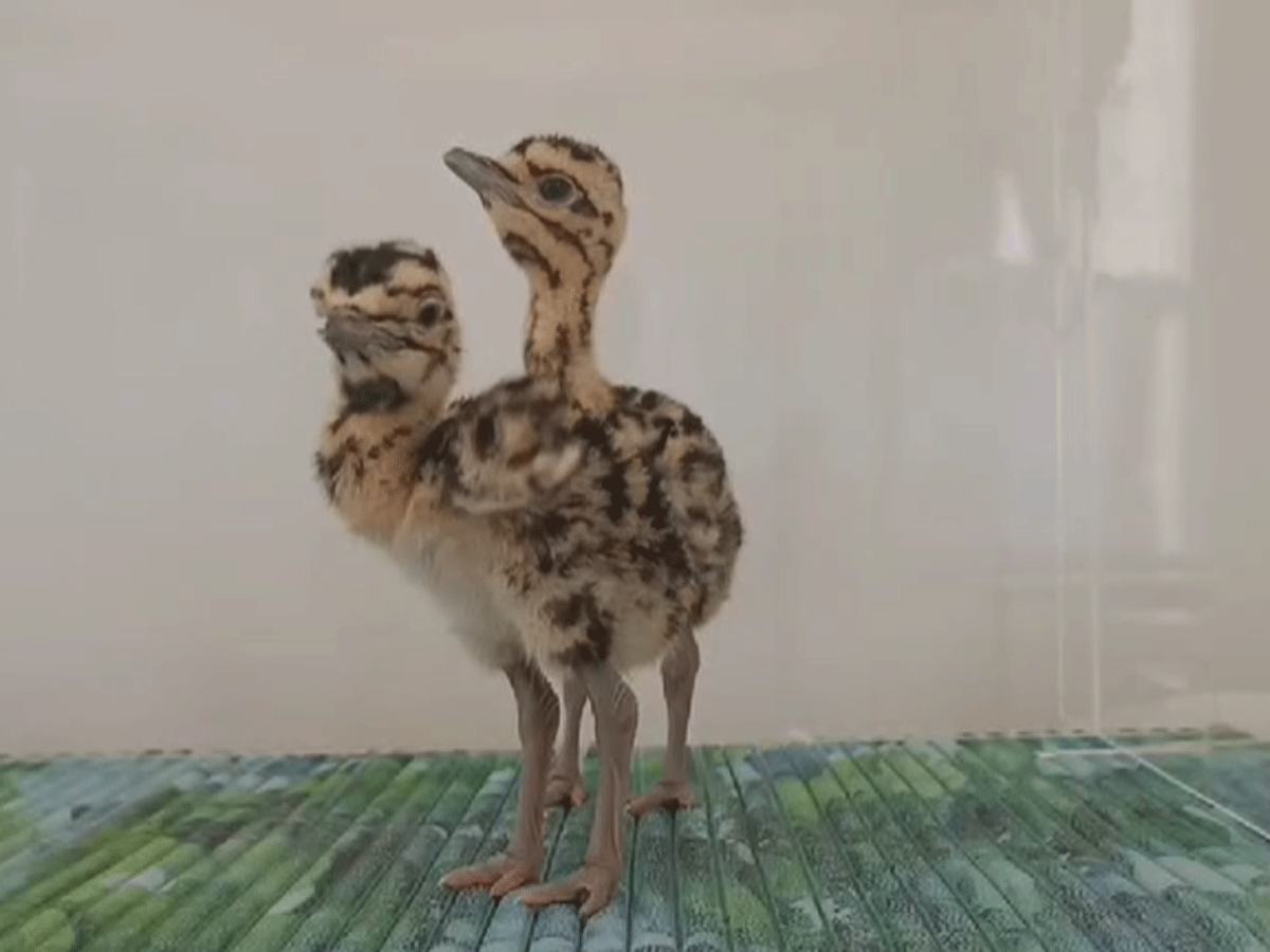 भारत-पाक तनाव के बीच जैसलमेर से 9 गोडावण चूजों को अजमेर लाया गया