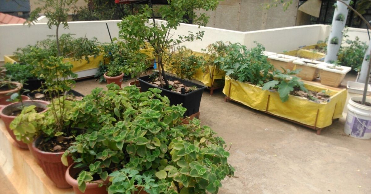 बरसात में पौधों की देखभाल कैसे करें? जानिए गार्डनिंग के 5 असरदार टिप्स