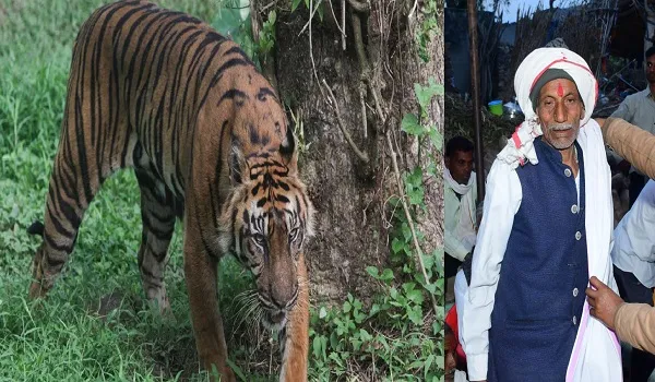रणथंभौर में टाइगर का आतंक: दो महीने में तीसरा हमला