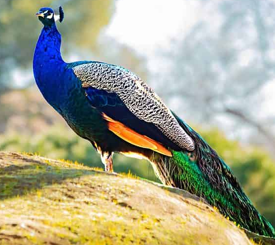 Peacock Farming क्या है? जानिए विस्तृत जानकारी