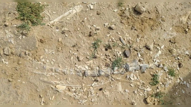 जैसलमेर के मेघा गांव में मिला 200 मिलियन साल पुराना फाइटोसॉर जीवाश्म