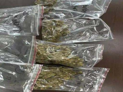 राजस्थान में हाइड्रोपोनिक वीड का काला कारोबार