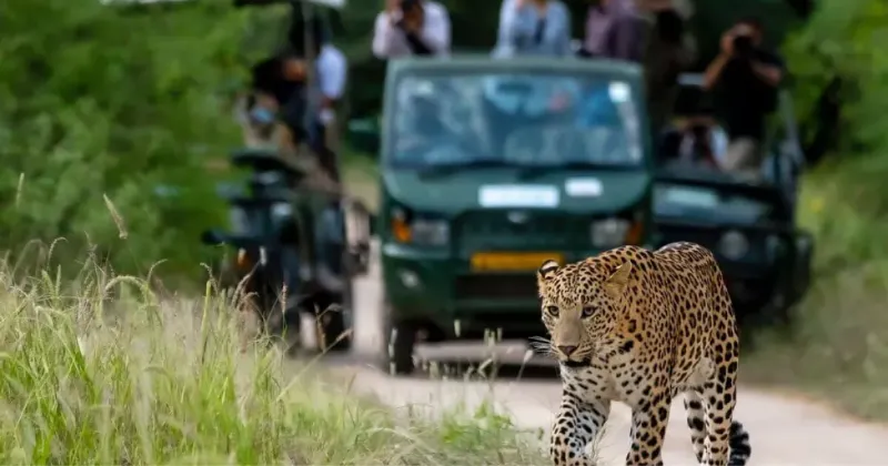 अजमेर में जल्द बनेगी लेपर्ड सफारी, भैरव घाटी में होगा इको टूरिज्म का नया अध्याय