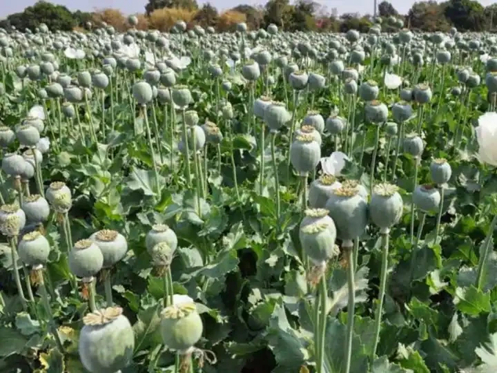 अफीम किसानों के लिए खुशखबरी, 2025-26 की नई खेती नीति जारी