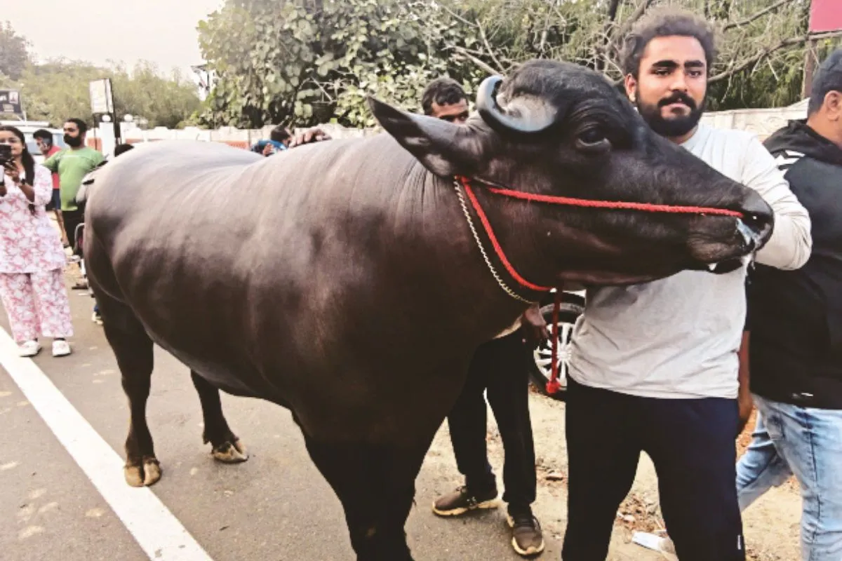 पुष्कर मेला 2025: 600 किलो का भैंसा बना आकर्षण का केंद्र