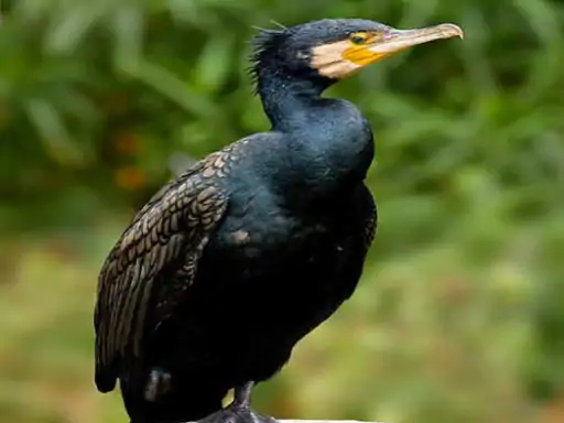 जैसलमेर के देगराय ओरण में दिखे चीन से आए दुर्लभ प्रवासी पक्षी ग्रेट कॉर्मोरेंट