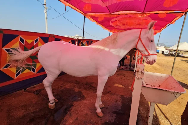 पुष्कर पशु मेला 2025: करोड़ों के घोड़े, लाखों का भैंसा और विदेशी पर्यटकों की बढ़ती रौनक