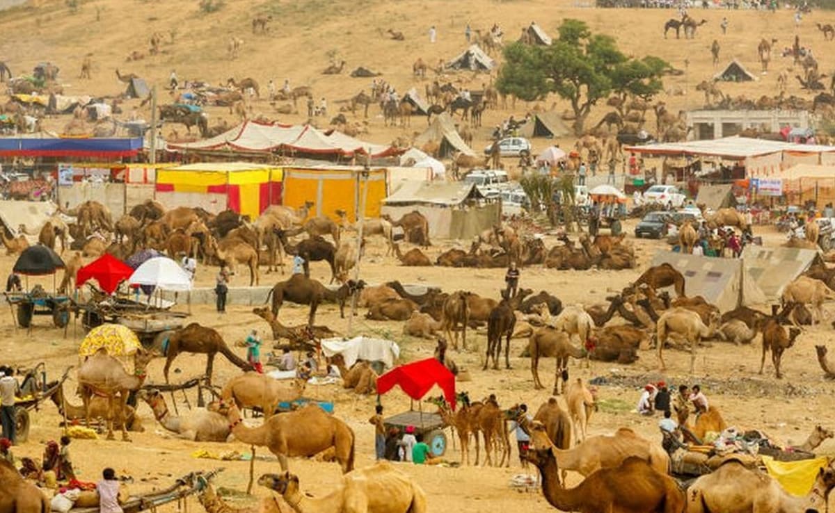 पुष्कर मेला 2025: 22 अक्टूबर से रौनक शुरू, पहली बार गूगल मैप पर लाइव ट्रैफिक अपडेट