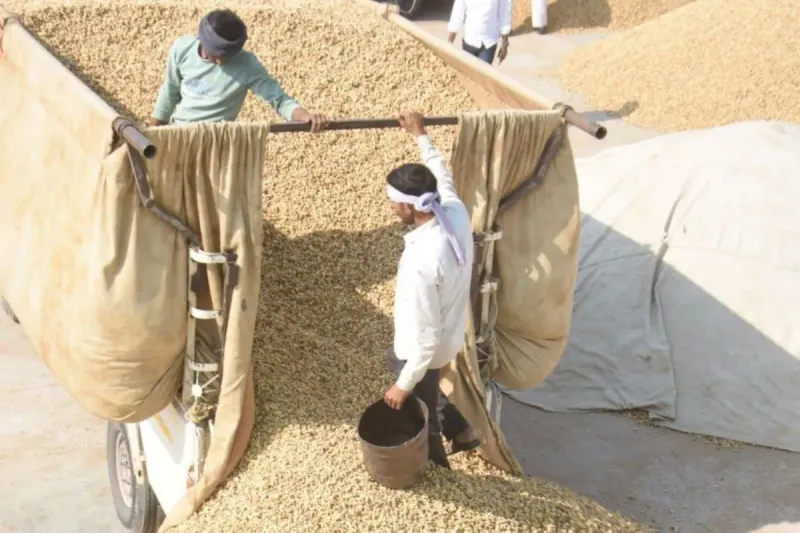 बीकानेर में मूंगफली की बंपर फसल, किसानों के सामने भाव का संकट