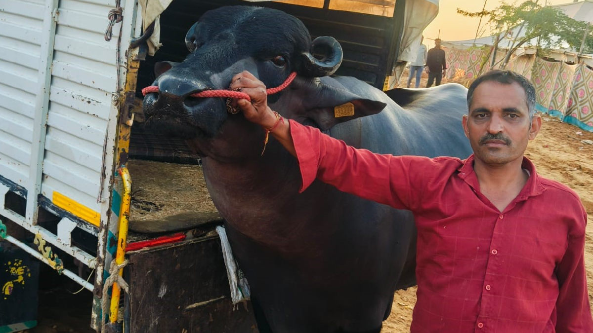 हरियाणा के कुबेर झोटे की कीमत 21 करोड़, मालिक बोले – 50 करोड़ भी देंगे तो नहीं बेचेंगे