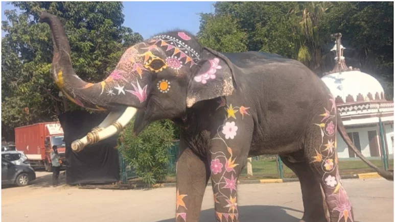 उदयपुर में अरबपति की शाही शादी में पहुँचा आमेर का हाथी ‘बाबू’