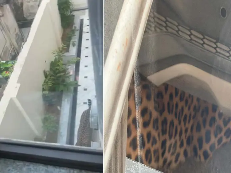 जयपुर सिविल लाइंस में लेपर्ड अलर्ट, मंत्री सुरेश सिंह रावत के घर में घुसा