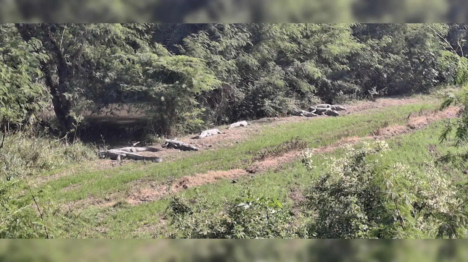 कोटा में खेतों पर धूप सेकते मगरमच्छ, किसानों के लिए बढ़ा खतरा