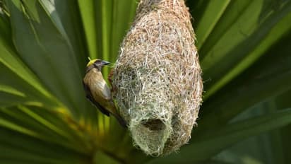 बर्ड फेस्टिवल डे: प्रकृति, पक्षी संरक्षण और इको-टूरिज्म का अनोखा उत्सव