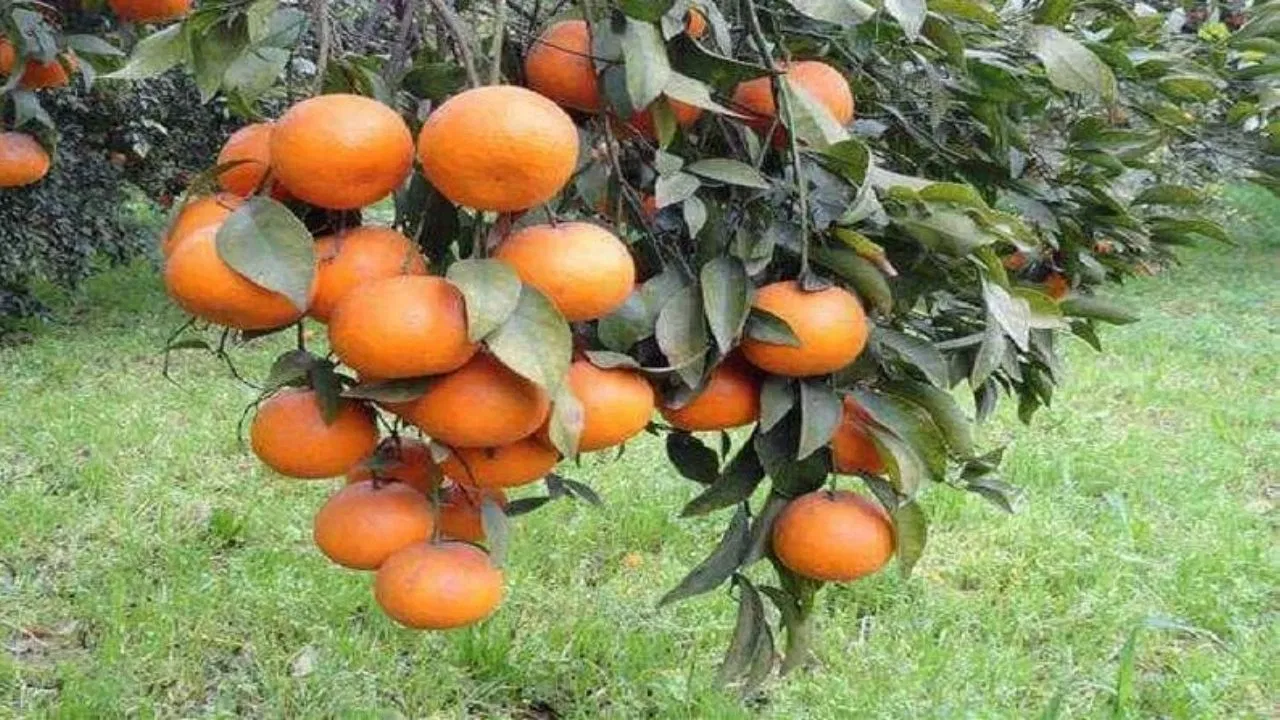 श्रीगंगानगर में किन्नू प्रोसेसिंग प्लांट को मंजूरी, किसानों को मिलेगा बड़ा लाभ