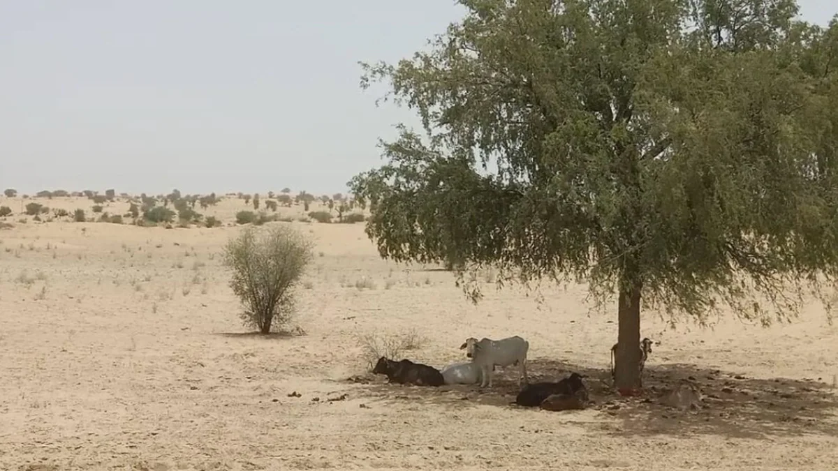 खेजड़ी बचाओ आंदोलन: राजस्थान के मरुस्थल की जीवनरेखा क्यों बनी खेजड़ी?