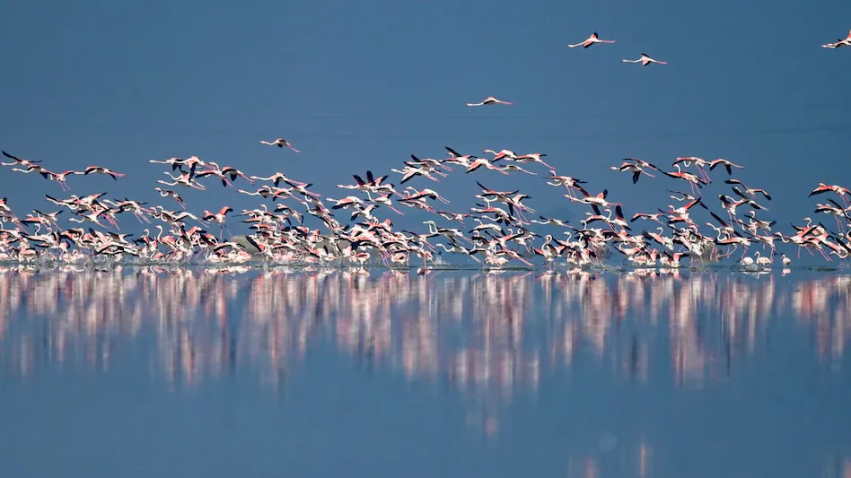 सांभर बर्ड फेस्टिवल 2026: प्रवासी पक्षियों की मेजबानी को तैयार सांभर झील