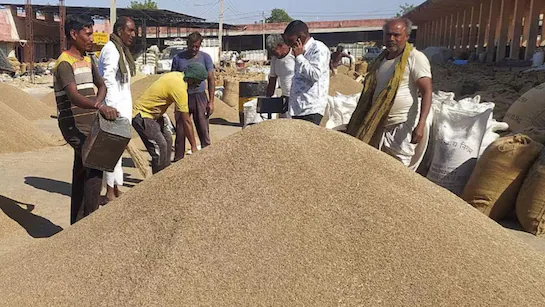 रबी सीजन 2026 : राजस्थान में सरसों-चना खरीद 25 मार्च से