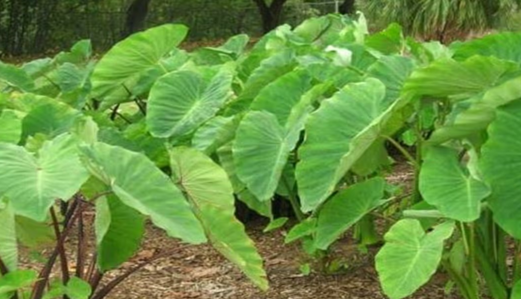 अरबी की खेती से कम लागत में बड़ा मुनाफा, किसानों के लिए शानदार मौका