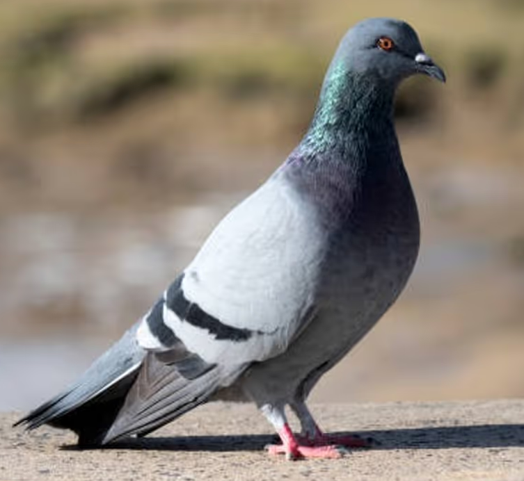 कबूतरों से छुटकारा पाने के आसान और सुरक्षित उपाय