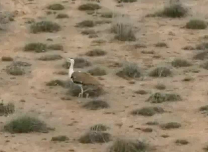 कच्छ में गायब हुआ गोडावण चूजा, संरक्षण पर उठे सवाल