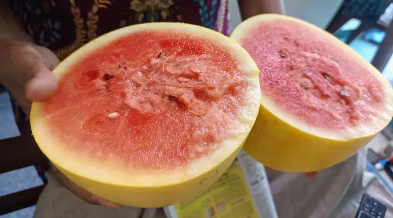 आधुनिक खेती से किसान की कमाई दोगुनी, पीले तरबूज की खेती से लाखों का मुनाफा